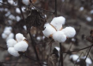 1200px-CottonPlant